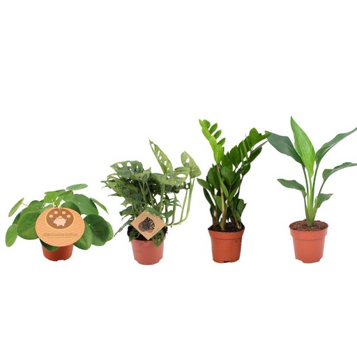 "Musthave Pflanzenbox - 4 Stücke - Ø12cm - ↕20-40cm image"