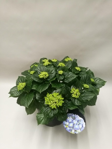 "Hydrangea Früh Blau - Ø23cm - ↕45cm image"