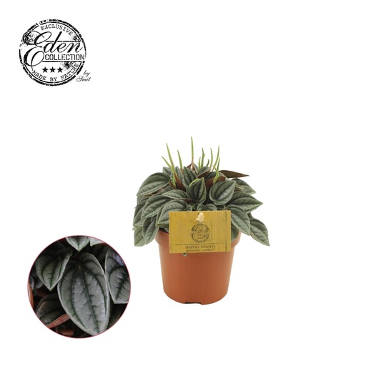 "Peperomia Napoli Nächte - Ø10,5cm - ↕15cm image"