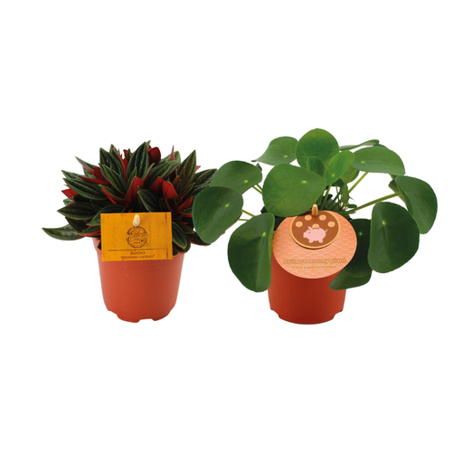 "Peperomia Duo Rosso/Pilea Peperomioides - 2 Stücke - Ø10.5cm - ↕15cm image"