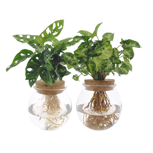 "Bolglas Duo Monstera Adansonii/Syngonium Green - 2 Stücke - Ø12cm - ↕12-30cm image"
