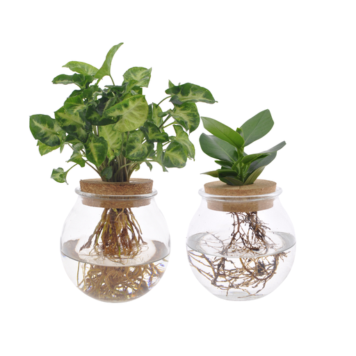 "Bolglas Duo Clusia/Syngonium Green - 2 Stücke - Ø12cm - ↕30cm image"