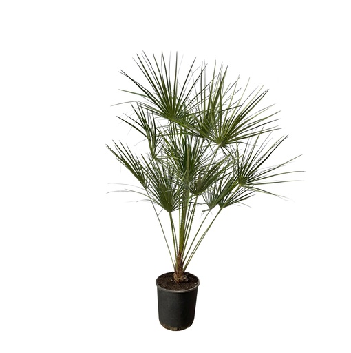 "Chamaerops Humilis am Stamm - 160 cm - Ø24cm image"