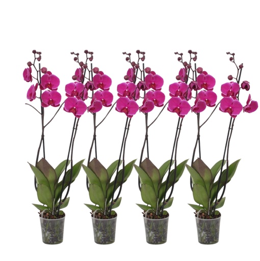 "Set aus 4 - Phalaenopsis Joyride - 3 Zweig Orchidee - 60 cm - Ø12cm image"