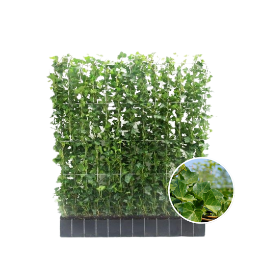 "Hedera Hibernica - Efeu - Fertighecke - ↨120 cm image"