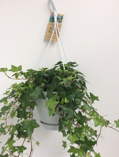 "Hedera Helix Grün - Hängeampel Weiß / Basic - Ø17cm - ↕cm image"