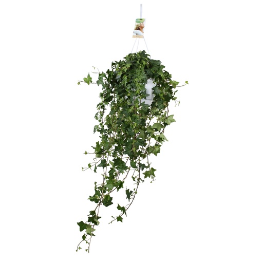 "Hedera Helix Pitsburg - Hänge/XXL - Ø17cm - ↕cm image"