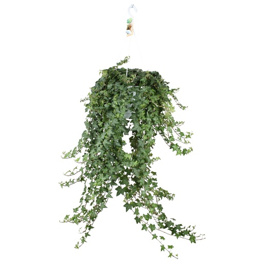"Hedera Helix Pitsburg - Hänge/XXL - Ø24cm - ↕cm image"
