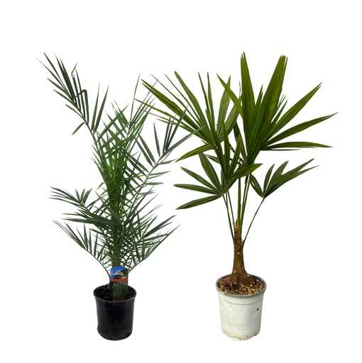 "Phoenix Canariensis - 80 cm Ø15cm + Trachycarpus Fortuneii - 100 cm - Ø18cm image"