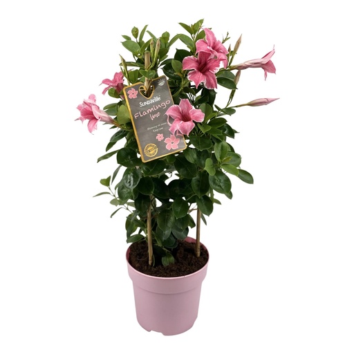 "Mandevilla Sundaville Flamingo Rosa In Turm (Dipladenia) - Ø17cm - ↕55cm image"