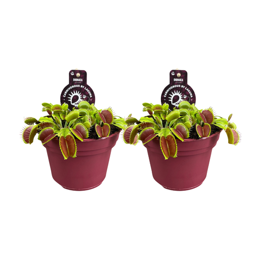 "Dionaea Muscipula - 2 Stücke - Ø12cm - ↕12cm image"