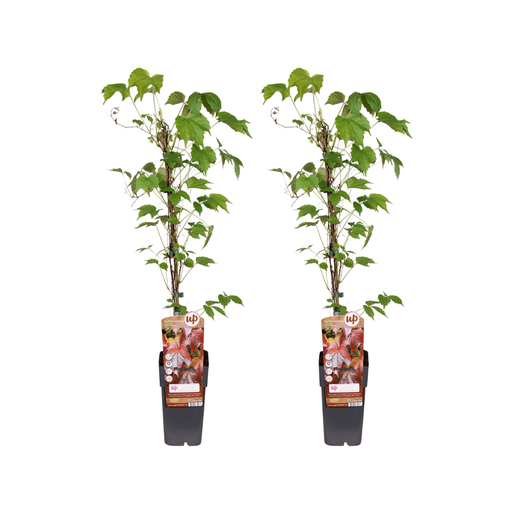 "Parthenocissus Tricuspidata Veitch Boskoop - 2 Stück - Ø15cm - ↕65cm image"