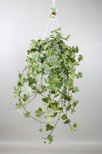 "Hedera Helix Gold Kind - Hänge/XXL - Ø24cm - ↕cm image"