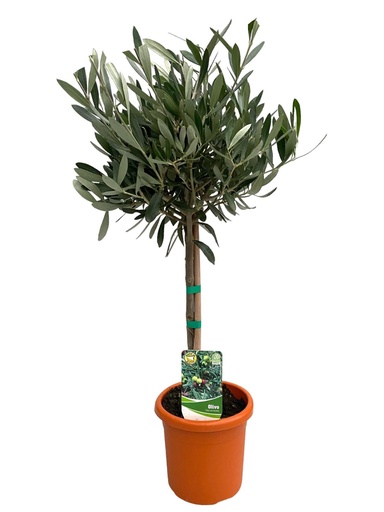 "Olea Europaea "auf Stamm" - Ø15cm - ↕60cm image"