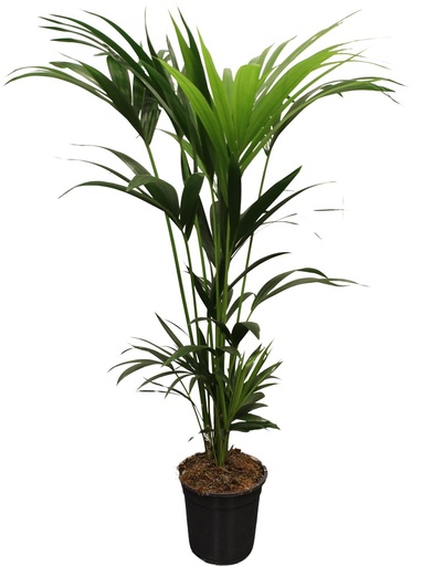 "Howea Forsteriana (Kentia) 5 Stamm 120-140cm - Ø21cm - ↕120cm image"