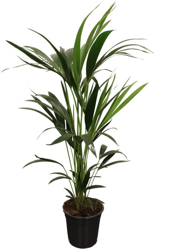 "Howea Forsteriana (Kentia) 5 Stamm 100-120cm - Ø21cm - ↕100cm image"