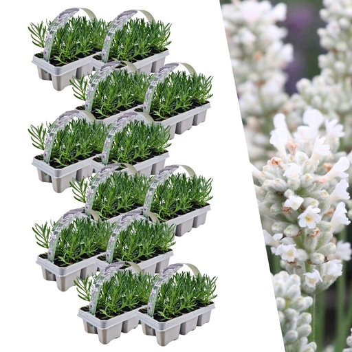 "12 x 6 Set Lavendel angustifolia Weiß - 72 x Ø7 cm - ↕15 cm image"