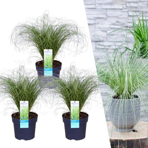 "3 x Carex comans 'Frosted Curls' - Ø 14 cm - ↨ 25 cm image"