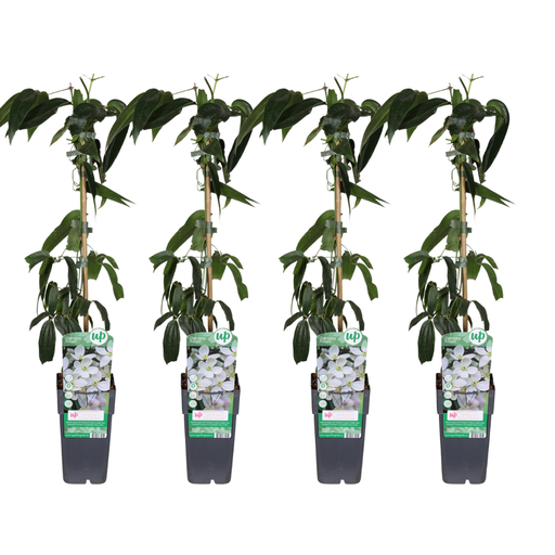 "Clematis armandii - 4 Stücke - Ø15cm - ↕65cm image"