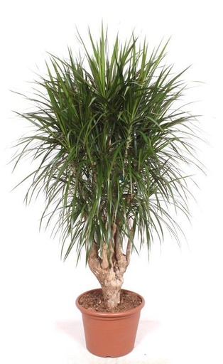 "Dracaena Marginata verzweigt XXL - 190 cm, ⌀ 40-45 cm image"