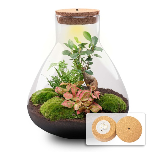 "DIY Pflanzen Terrarium mit Licht - Sam XL Bonsai - Ø 30 cm ↑ 32 cm image"