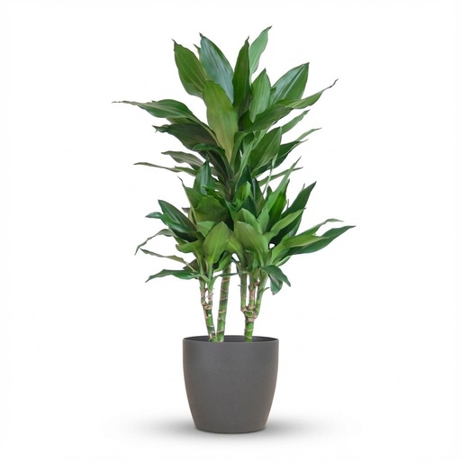 "Dracaena  Janet Lindt mit Potter grau - 95cm - Ø21 image"