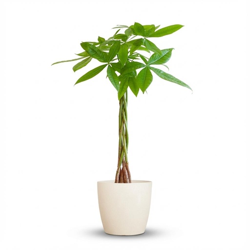 "Pachira Aquatica mit Potter Weiß - 80cm - Ø21 image"