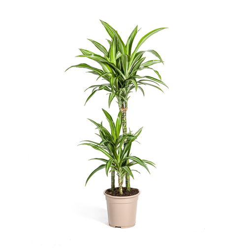 "Dracaena Deremensis Weißer Streifen Ø21cm - ↕90 - 110cm image"