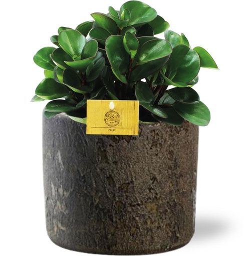 "Peperomia Burning Bush - Ø15cm - ↕25cm + Maas Pot D16x14cm - Braun image"