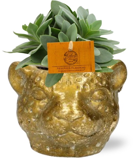 "Senecio Cephalophorus - Ø10,5cm - ↕15cm + Pflanzer Leopard D12x9,5cm - Gold image"