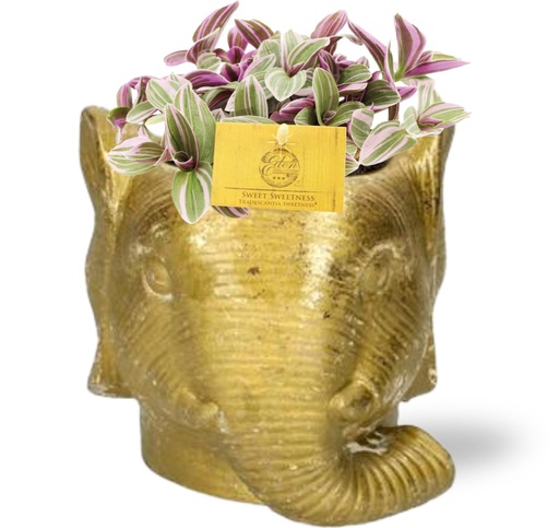 "Tradescantia Sweetness - Ø10,5cm - ↕10cm + Pflanzgefäß Elefant D11/12x10cm - Gold image"