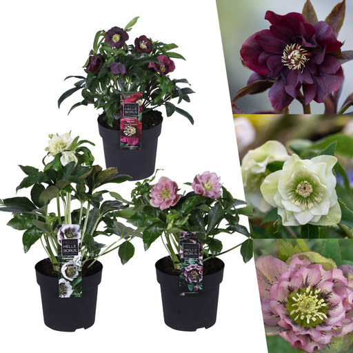 "Helleborus Specials - 3 x Ø 14 cm - ↕ 25 cm image"