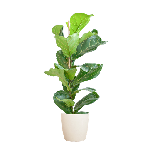 "Ficus Lyrata mit Potter-Topf weiß – 80 cm – Ø21 image"