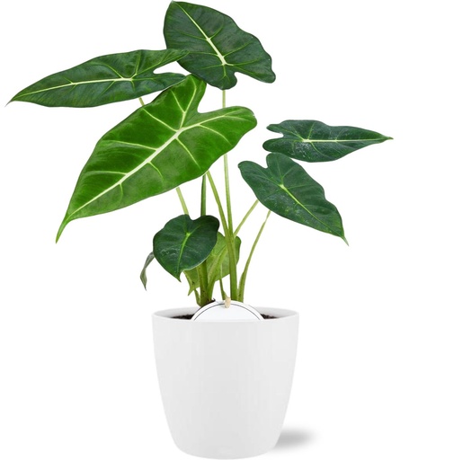 "Alocasia Frydek - Ø12cm - ↕35cm + Pot Brussels D13,5x12,5cm - Weiß image"