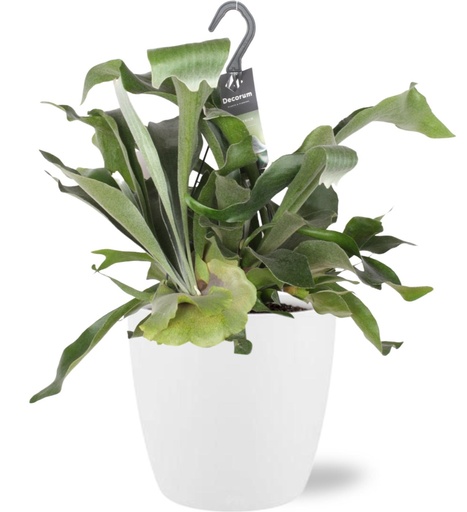 "Platycerium Bifurcatum - Ø17cm - ↕30cm + Pot Brussels D18x17cm - Weiß image"
