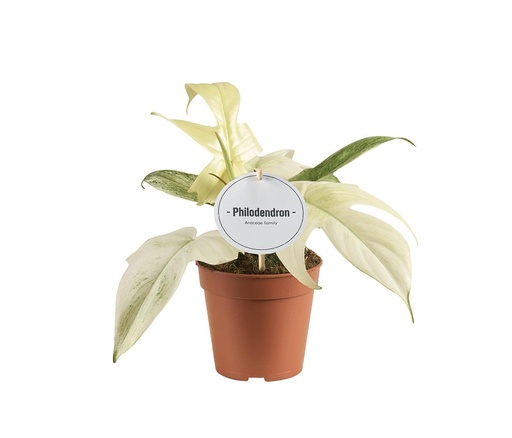 "Philodendron Florida Geist - Ø12cm - ↕30cm image"