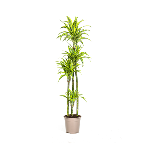 "Dracaena Deremensis Lemon Lime Ø27cm - ↕170 - 190cm image"