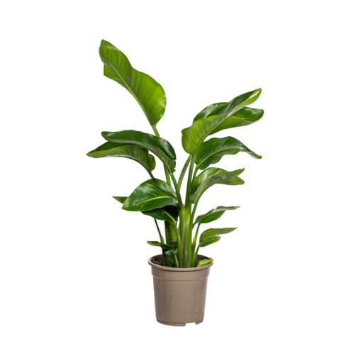 "Strelitzia Nicolai Ø21cm - ↕90-110cm image"