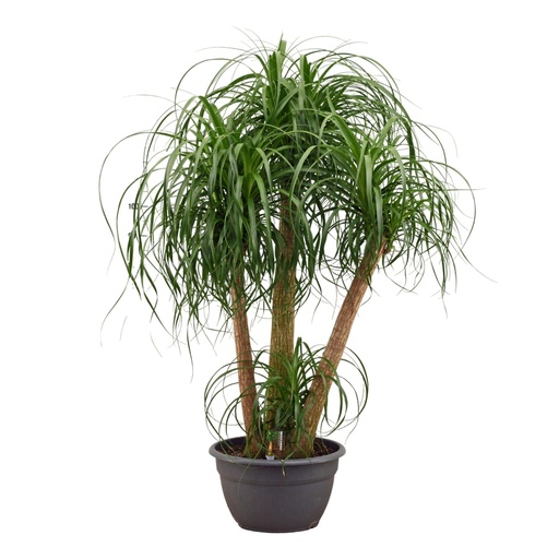"Beaucarnea mehrstämmig - 130 cm image"