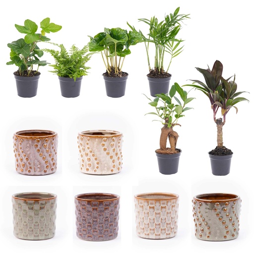 "Mini Pflanzen Set 6 - Inklusive Topf Set Madrid image"