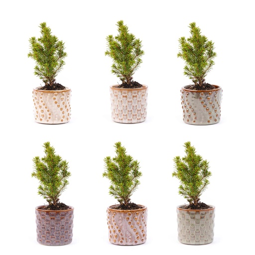 "Mini-Weihnachtsbaum Set 6 - Inklusive Topf Set Madrid - Drahtbeleuchtung mit 20 LED-Lämpchen image"