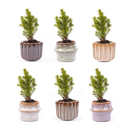 "Mini Weihnachtsbaum Set 6 - Inklusive Topf Set Barcelona image"