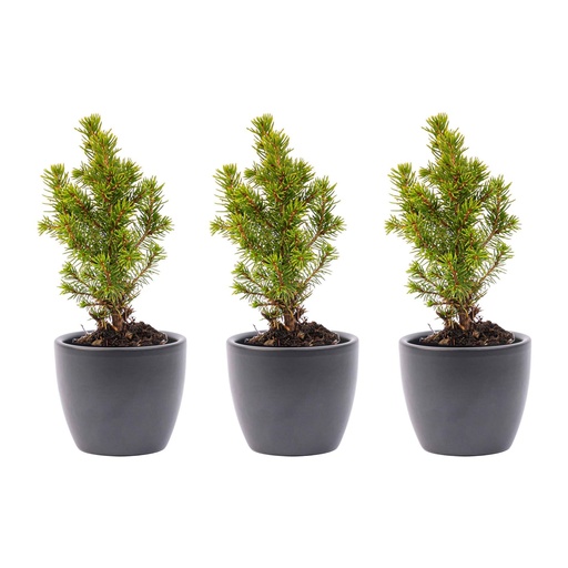 "Mini-Weihnachtsbaum Set 3 - inklusive Boule Anthrazit Topf image"