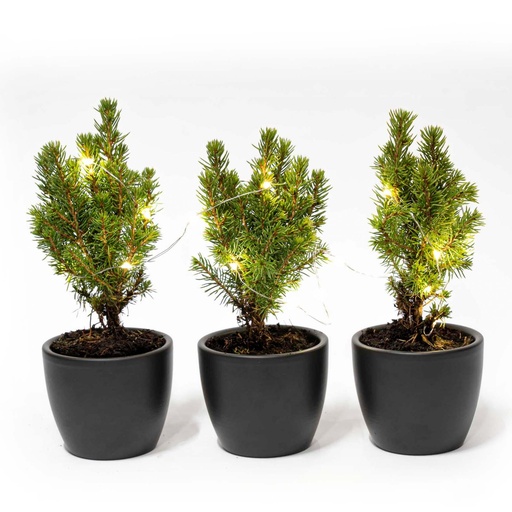 "Mini-Weihnachtsbaum Set 3 - inklusive Boule Anthrazit Topf + 20 led lights image"