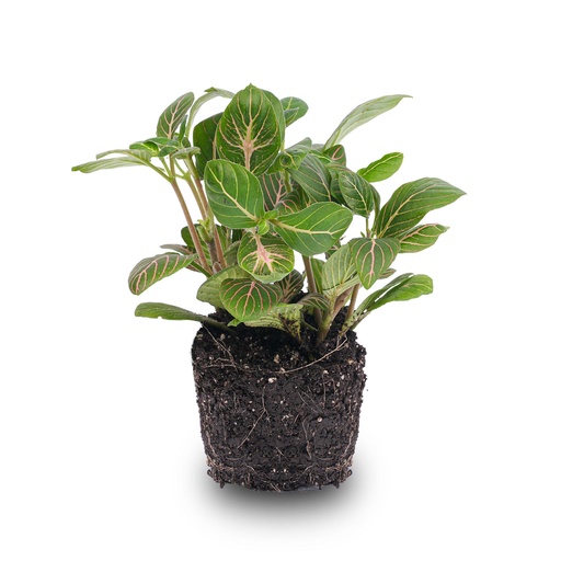 "Fittonia Joly Josan - Rot und Grün - Mosaikpflanze - Topfgröße 8 image"
