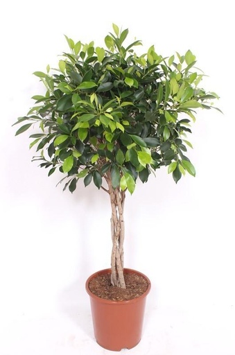 "Ficus Nitida geflochtener Stamm - 100 cm image"