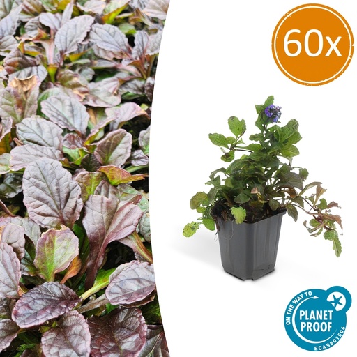 "60x Ajuga reptans - ↕10-25cm - Ø9cm image"