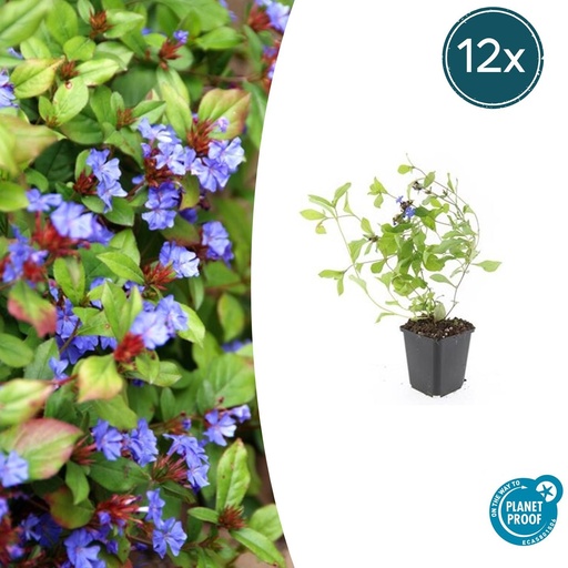 "12x Ceratostigma plumbaginoides - ↕10-25cm - Ø9cm image"