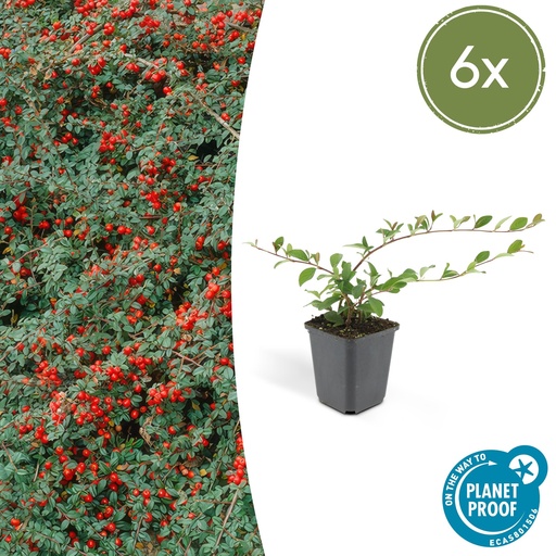 "6x Cotoneaster dammeri - ↕10-25cm - Ø9cm image"