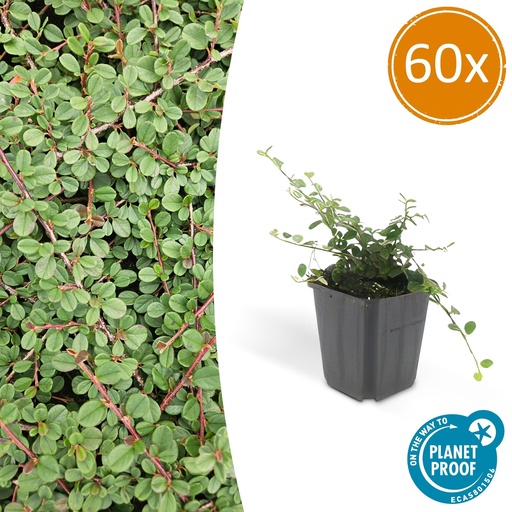 "60x Cotoneaster pr. 'Königin der Teppiche' - ↕10-25cm - Ø9cm image"